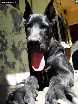 La foto del perro