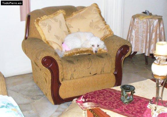 La foto del perro