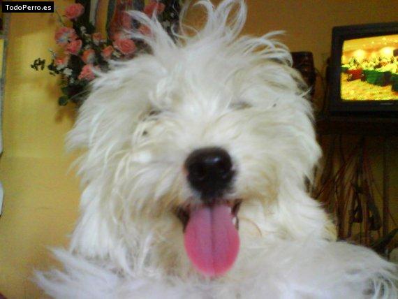 La foto del perro