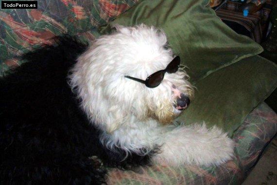 La foto del perro