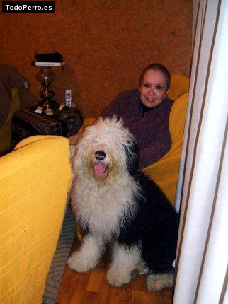 La foto del perro