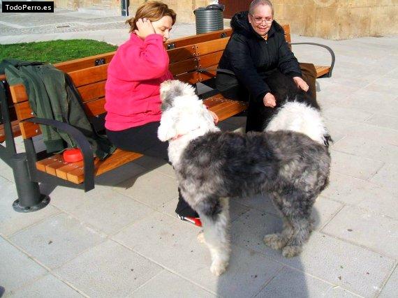 La foto del perro