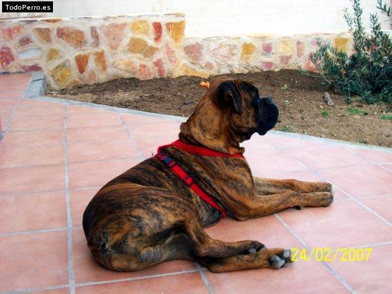 La foto del perro