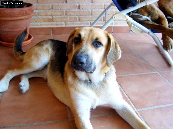 La foto del perro