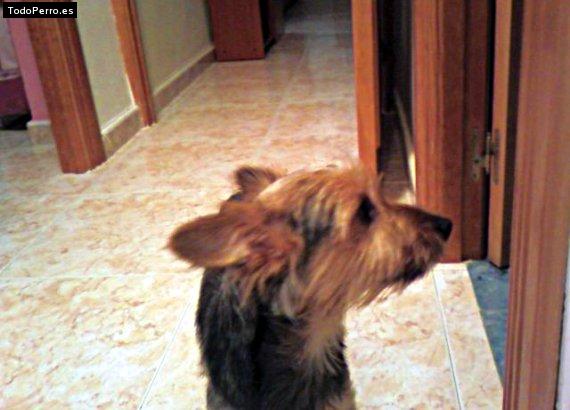 Foto del perro Wendy