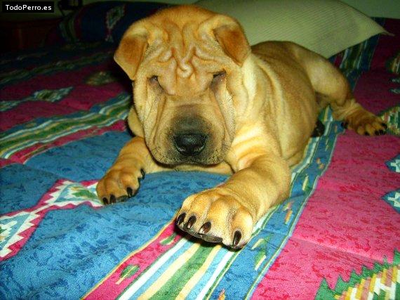 La foto del perro