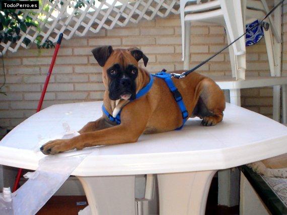 La foto del perro