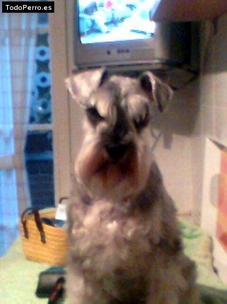 La foto del perro