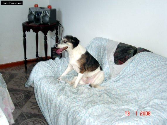 La foto del perro