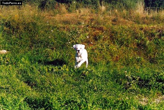 La foto del perro