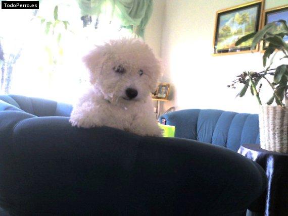 La foto del perro