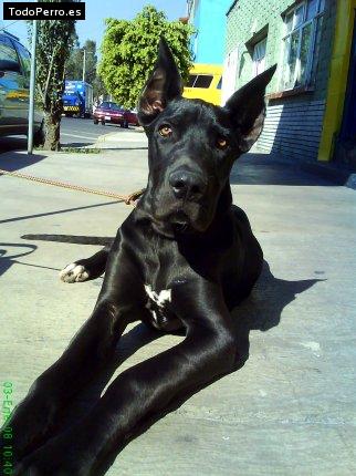 La foto del perro