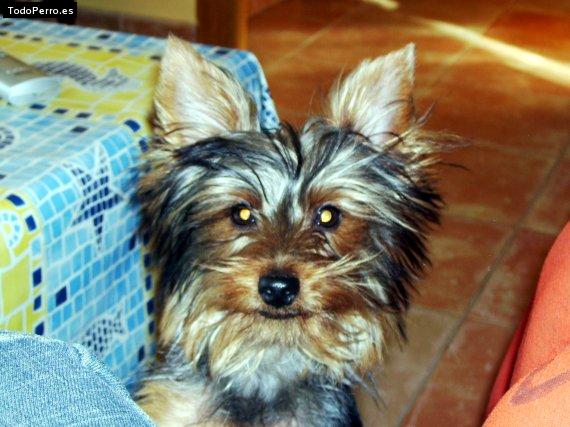 La foto del perro