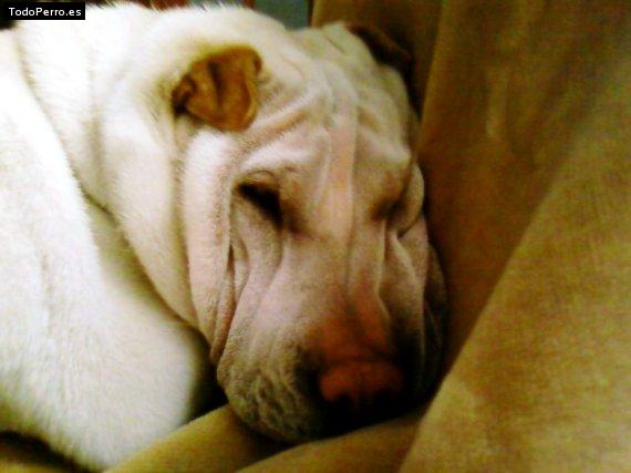 La foto del perro
