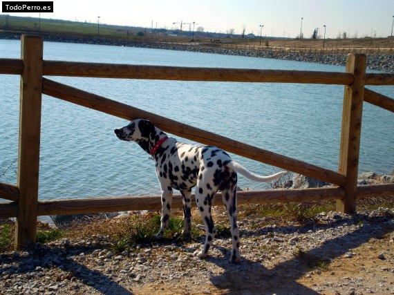 La foto del perro
