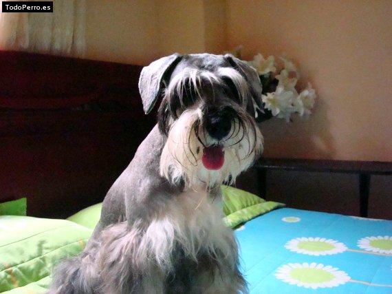 La foto del perro