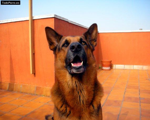 La foto del perro
