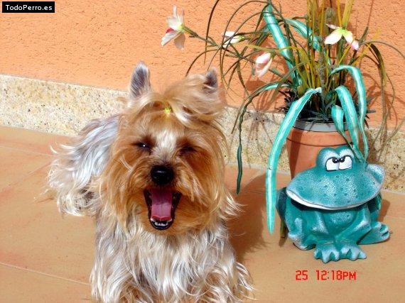 La foto del perro