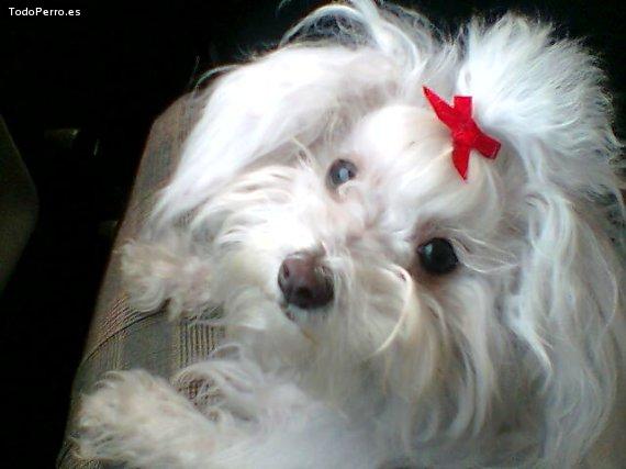 La foto del perro