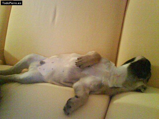 La foto del perro