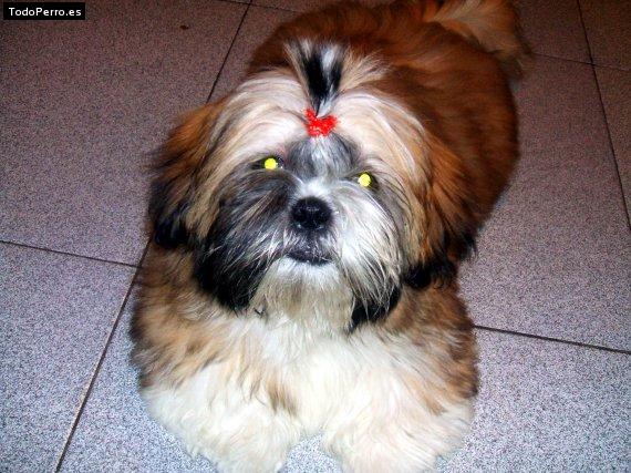 La foto del perro