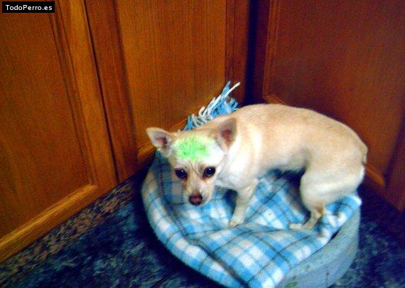La foto del perro