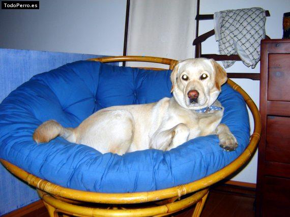 La foto del perro