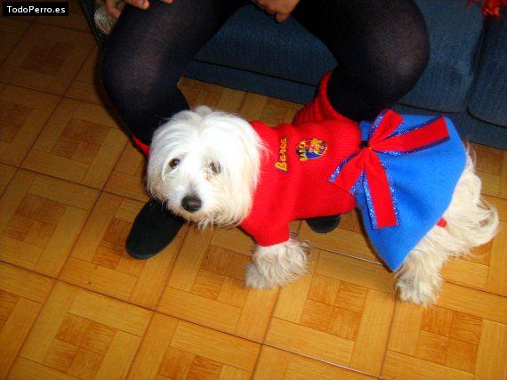 La foto del perro