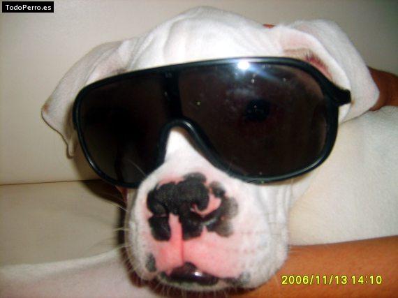La foto del perro