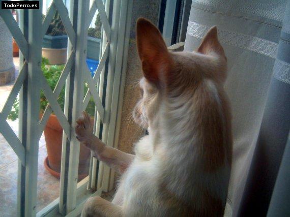 La foto del perro