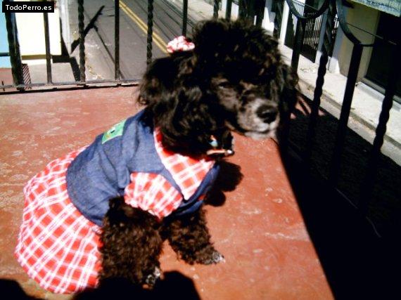 La foto del perro