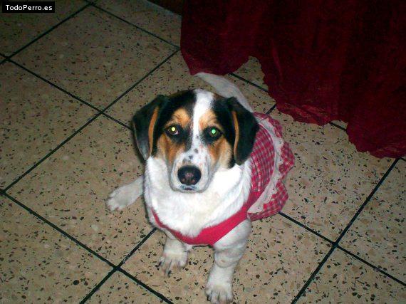 La foto del perro