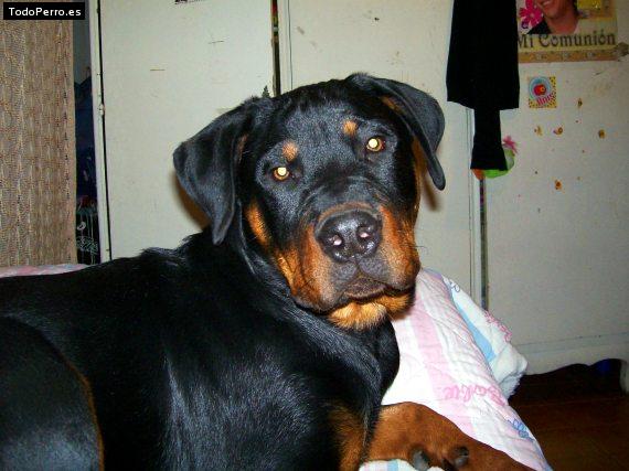 La foto del perro