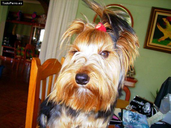 La foto del perro