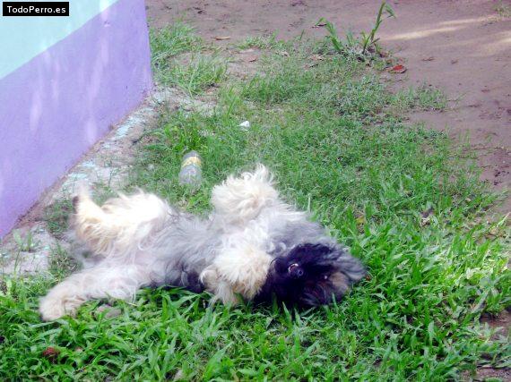 La foto del perro