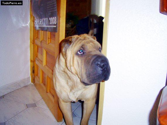 La foto del perro