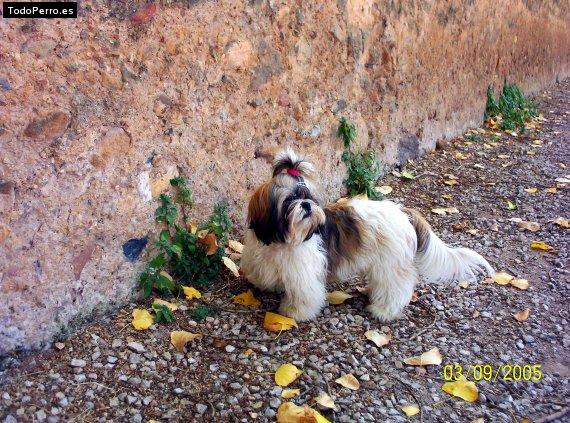 La foto del perro