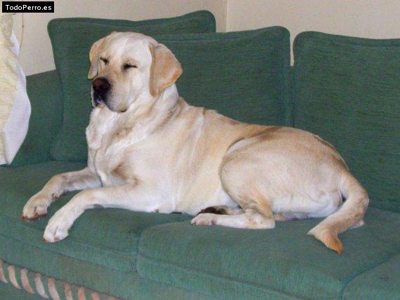 La foto del perro