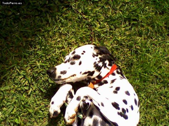 La foto del perro