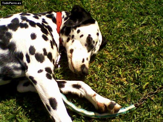 La foto del perro