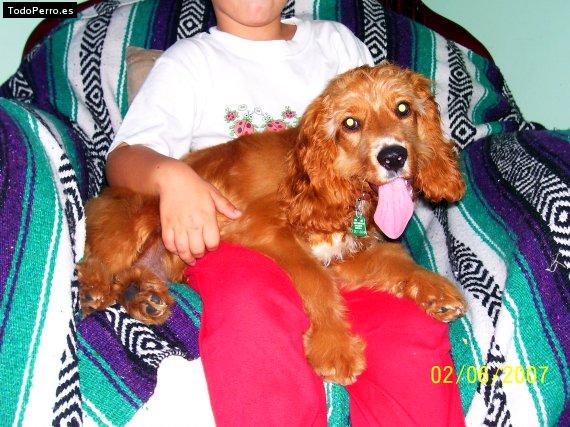 La foto del perro