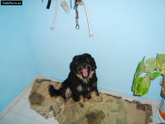 La foto del perro