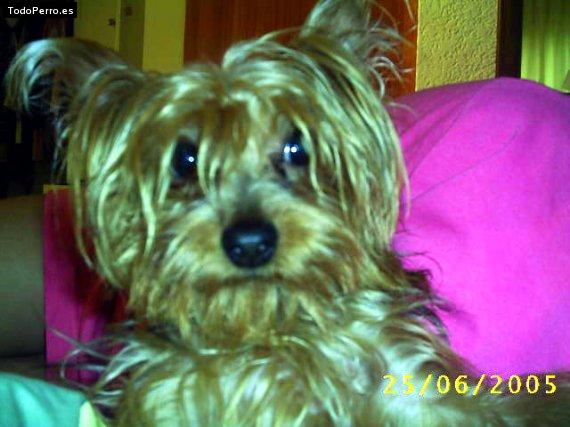 La foto del perro