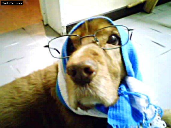 La foto del perro