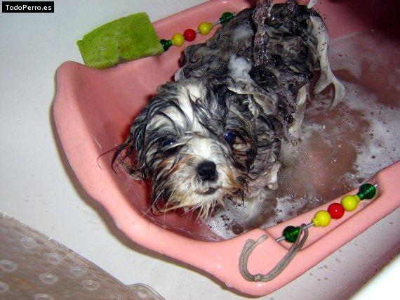La foto del perro