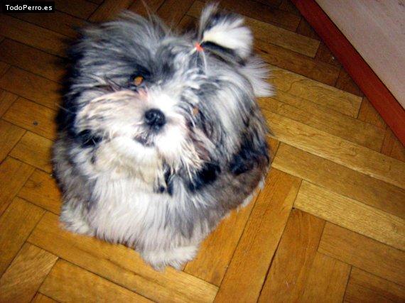 La foto del perro