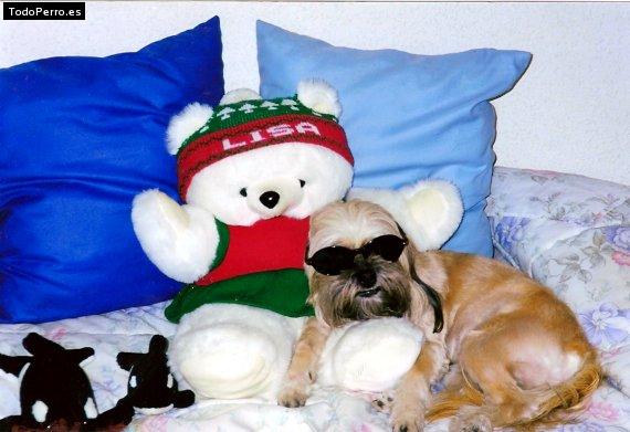 La foto del perro