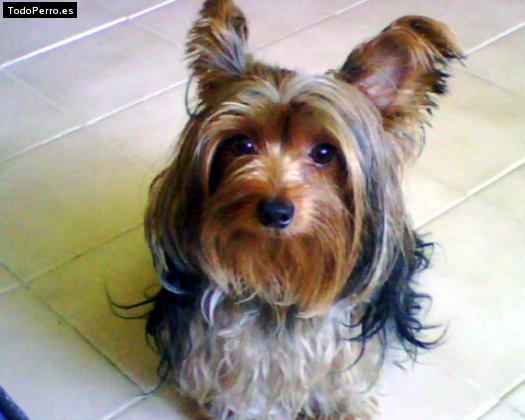La foto del perro