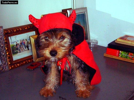 La foto del perro