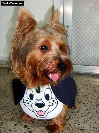 La foto del perro